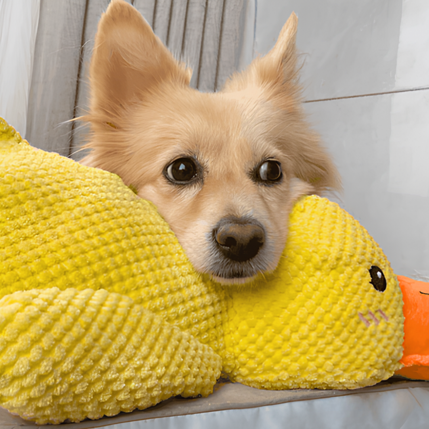 Canard Zen™ – Le jouet apaisant pour chien qui réduit stress et anxiété