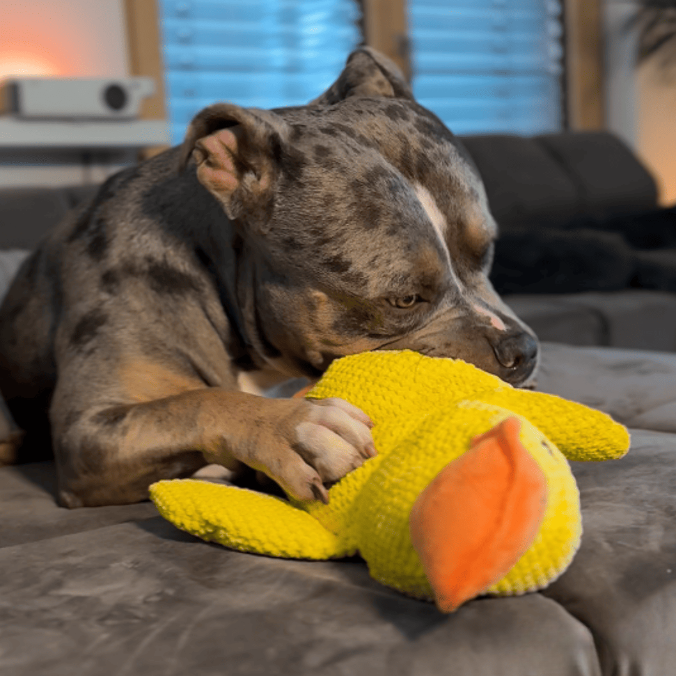 Canard Zen™ – Le jouet apaisant pour chien qui réduit stress et anxiété